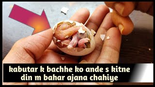 kabutar k bachhow ko ande se kitne din m bahar aajana chahiye