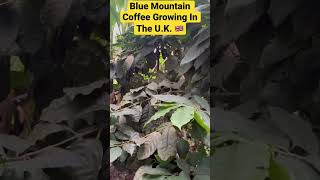 BLUE MOUNTAIN Coffee Growing In The U.K. ?🇬🇧🇯🇲#shorts #coffee #cornwall #nature