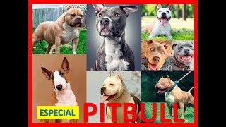 * NUEVO * | PITBULL 🐶 | 13 Diferentes tipos de PITBULL - Lines of PITBULL ‼