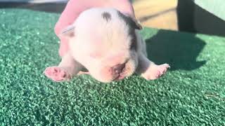 Male Micro Bully Puppy Available off Baki x Blaze 1 week old