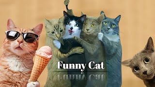 You Need a FUNNY CAT for Daily Laughs 😂 Funny Animals Videos 2024