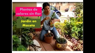 Plantas de colores sin flor/ arreglos en macetas