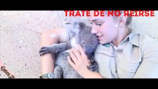 trate de no reírse - videos divertidos de gatos y perros #8 🐶😻🐕