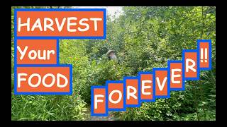 HARVEST Your Food FOREVER! NATURE-GUIDED DESIGN. CREATE a PERMACULTURE Food Forest Paradise, Part 12