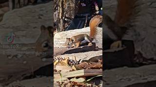 Eastern Connecticut Red Squirrel #squirrelwatching  #wildlife #cute #redsquirrel