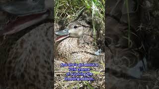 Nest Success Increases Duck Numbers