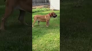 Boerboel puppies playing