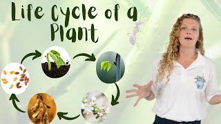 Plant Life Cycles | Explore the Life Cycle of a Plant | EdZOOcating Adventures