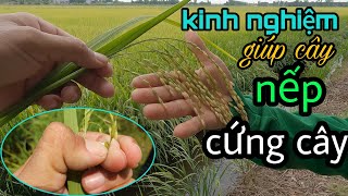 Chia sẽ kinh nghiệm cho cây lúa nếp tỉnh Long An #44 l Thanhdotv