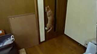 猫のドアの開け方