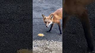 Mmmmm Cheese 🧀 🦊🦊🤣🤣🤣🤣