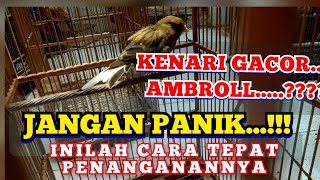 PENANGANAN YANG TEPAT KETIKA KENARI MABUNG/ GANTI BULU.