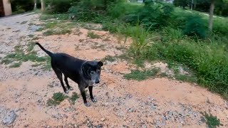 That’s Mary, she was looking for her dog friends during my run.