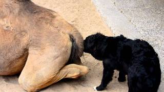 Dog and Camel Eat Da Poo Poo