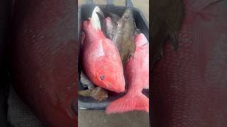 The Biggest red snapper I've ever seen... #shorts #fyp #fishing #spearfishing #sushi #cooking