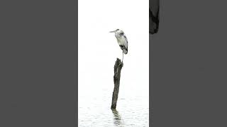 Perched Heron #shorts