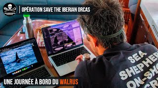 Opération Save the Iberian Orcas : Une journée à bord du Walrus