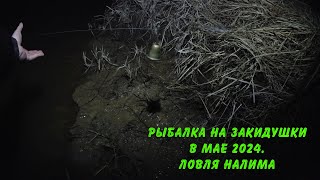 Рыбалка на закидушки в мае 2024. Ловля налима