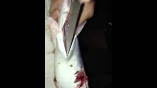 Dude Eats Catfishes' Heart!!!!