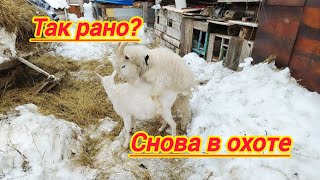 немного про деревенскую жизнь//коза пришла в охоту...