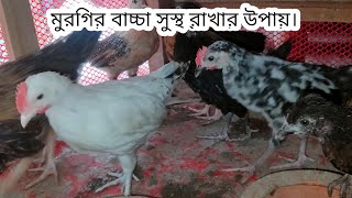 মুরগির বাচ্চা অসুস্থ হওয়ার কারণ ও উষধ খাওয়ার পর ও সুস্থ হয় না কেন।#DesiMurgiPalan#DesiPoultryFarm