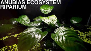 Anubias Nana Riparium with Cardinal Tetras & Rummy Nose Tetras