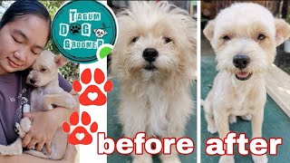 KINALBO KO ANG AKING ASO || POODLE GROOMING || TAGUM DOG GROOMER