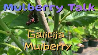 Galicija Mulberry