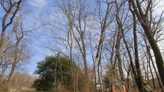 Fishcreek tree removal