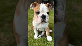 Bulldog are Medium Size Muscler Dog #bulldog #puppy #dogbreed #pets #nature #cutedog