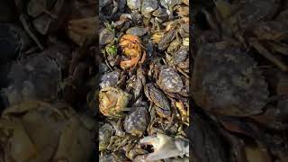 Green crab stampede  #invasive #crab #greencrabs #fishing