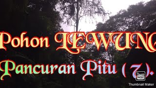 Pohon Lewung di Pancuran Pitu ( 7)