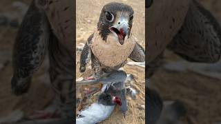 Big Bird Falcon attack on pigeon #birds #viral #falcon #pigeon #ytshorts #shorts