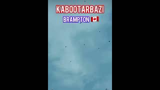 B town things lol #brampton #birds #canada #punjabi #delhi #uttarpradesh #kabootar #viral #trending