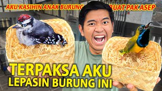 TERPAKSA AKU LEPASIN BURUNG INI! KASIH ANAKAN KE PAK ASEP! NANTI KITA LIHAT PERKEMBANGANNYA