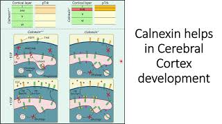 Calnexin helps in the cerebral cortex development #Code: 612