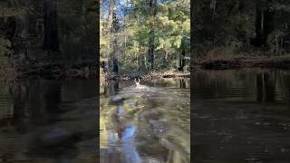 I Do Not Own Rights To This Music               #nature #deer #river #outdoors