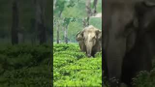 sher sher Hota Hai shorts #shorts #viral #yt #trending