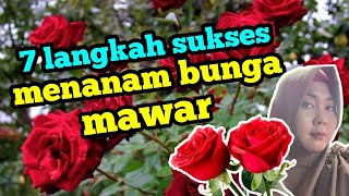 7 langkah sukses menanam bunga mawar