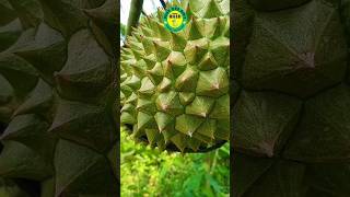 Persiapan Panen Durian #shorts #panendurian #durian #bibitdurian #jualbibit #bibitmurah #viral