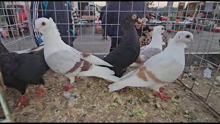 RADOM Gołębie pigeons targ Andrzej W.21.09.2024 cz.2/3💥Gołębie jasne i wyszwance Andrzeja Radom💥