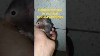 hamsters for sale in mumbai #pets #mumbai #hamsterbabies #forsale #hamsterbreeding #petsforsale