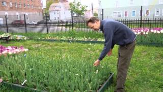 How To Deadhead Tulips After Flowering