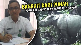 Hampir Punah di Tahun 1960, Populasi Badak Jawa Meningkat di Taman Nasional Ujung Kulon