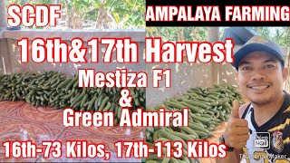 Ampalaya/Bitter Gourd Farming || 16th and 17th Harvest of Mestiza F1 and Green Admiral