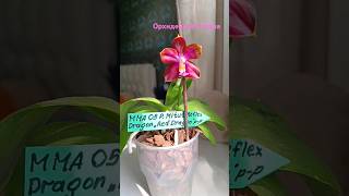 Ароматная штучка от Миту Phal. Mituo Reflex Dragon 'Red Dragon'