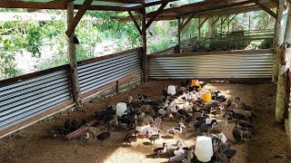 EP - 0113 | New Duck House, New Batch Of Ducklings | Gaano Ka importante Ang feeding Guide?