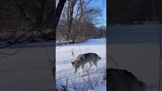 Зима 😍❄️ #хаски #люблюхаски #хаскивидео