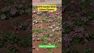 NTR Garden Multi Colour Flowers