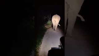 wild elephant night walk